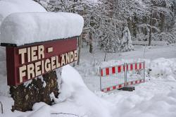 Die Tier-Freigelände des Nationalparks werden aufgrund der Gefahr von Schneebruch bis einschließlich Montag gesperrt. (Foto: Nationalpark Bayerischer Wald)