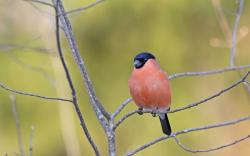 Die heimische Vogelwelt können Interessierte bei einer Wanderung rund um Waldhäuser erkunden. (Foto: Christoph Moning/Nationalpark Bayerischer Wald)